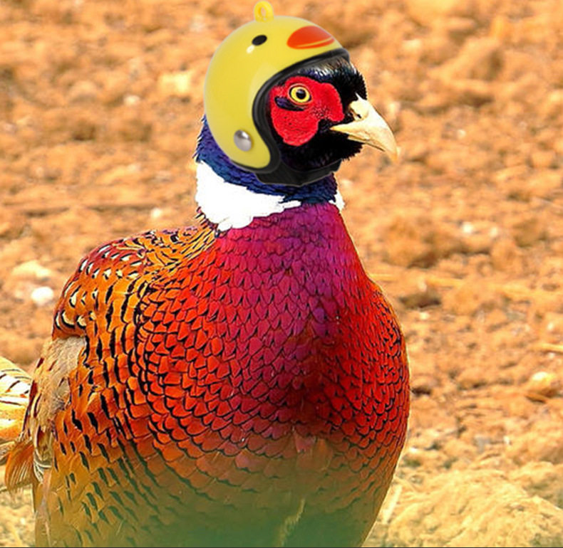 创意新品宠物鸡头盔 搞笑保护母鸡帽子鸟帽子头套