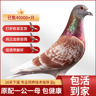 信鸽成绩鸽赛鸽鸽子活一对活物幼鸽活体原配种鸽詹森杨阿腾血统