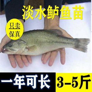 优质七星鲈鱼苗加州鲈鱼苗路亚苗大口黑鲈鱼苗冷水淡水养殖鱼苗