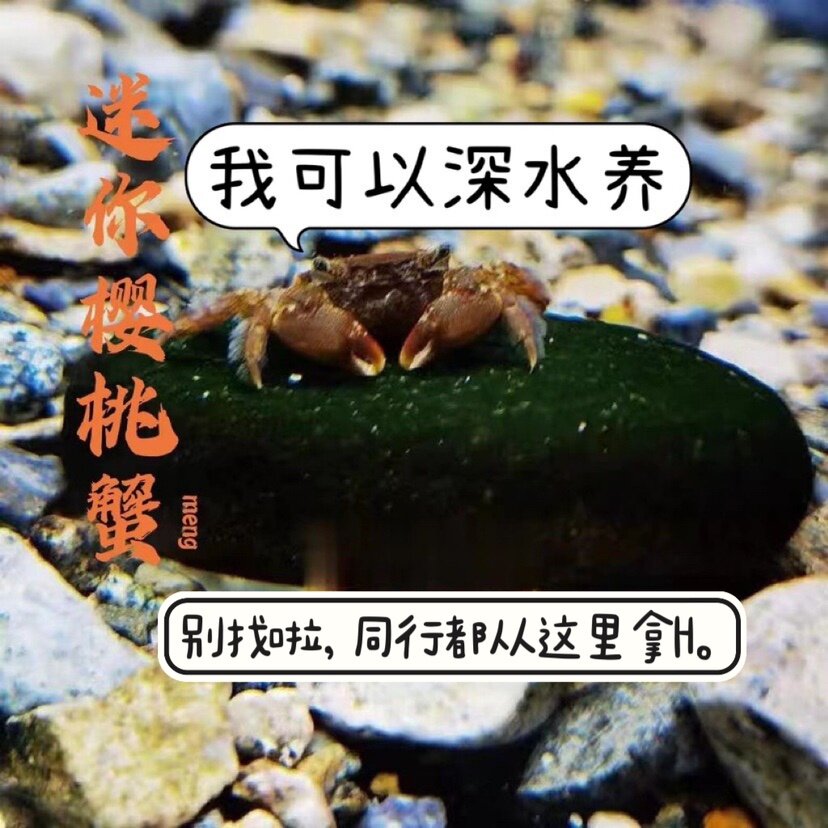 迷你樱桃蟹淡水蟹冷水蟹除藻蟹深水蟹观赏蟹工具蟹辣椒蟹包邮