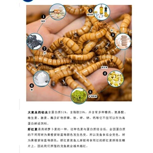 大麦虫活虫500g鲜活面包虫黄粉虫金龙鱼饲料活体画眉鸟八哥食虫子