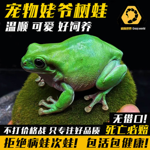 老爷树蛙蓝姥爷树蛙活体角树蛙宠物招财蛙角蛙观赏造景树蛙包活