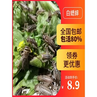 蛐蛐白蟋蟀活体饲料活物活虫爬宠鱼鸟活食针头蟋蟀油葫芦
