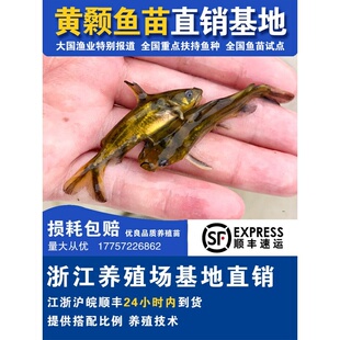 黄骨鱼苗黄颡鱼苗黄鸭叫昂刺鱼黄辣丁汪丁活鱼苗淡水鱼苗养殖食用