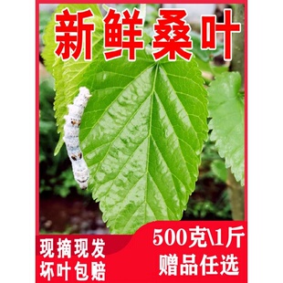 新鲜桑叶养蚕嫩叶大叶鲜叶喂蚕宝宝鲜嫩500克现摘桑树叶蚕桑桑蚕