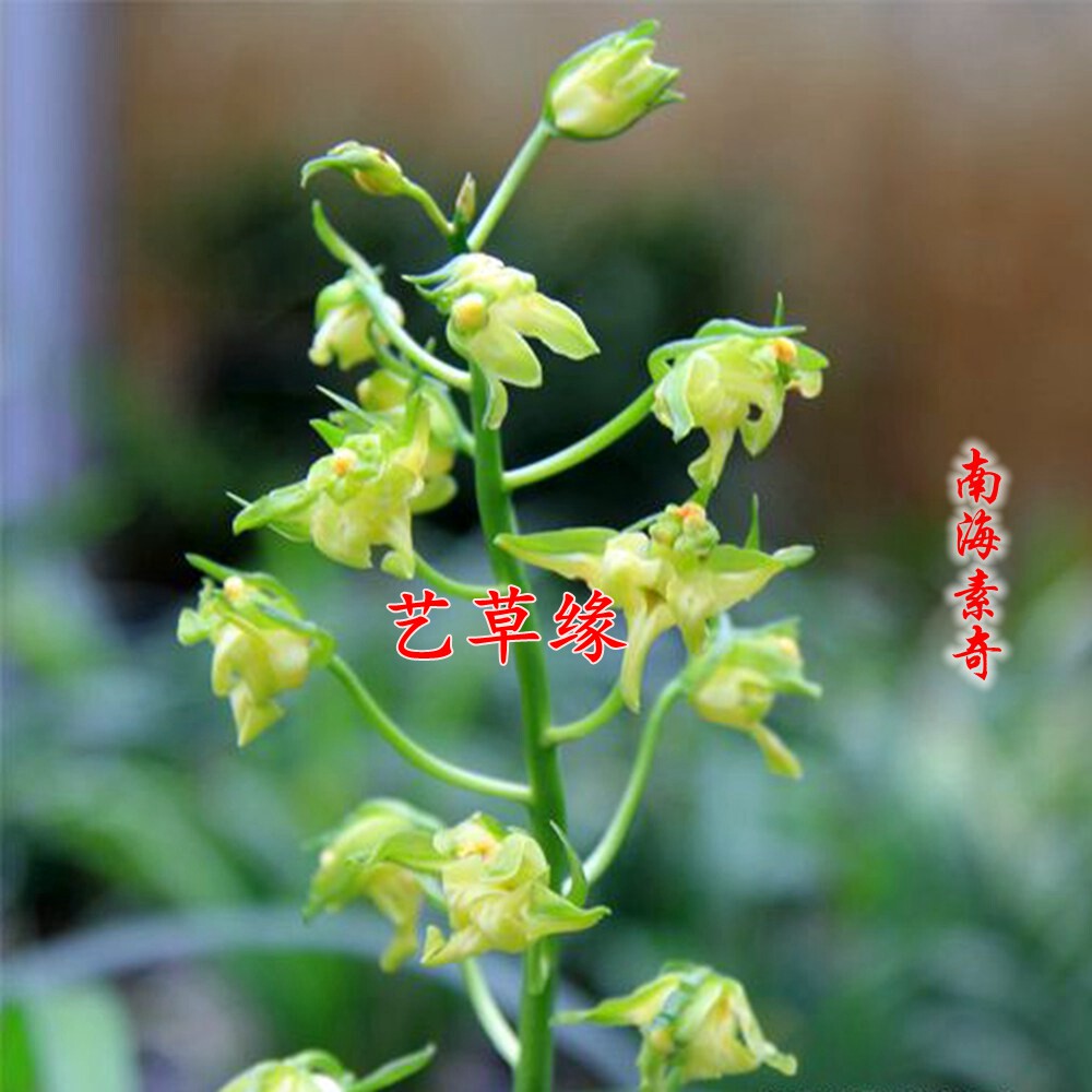 兰花苗墨兰秋榜老种南海素奇浓香鲜花卉盆栽绿植好养阳台室冬春花