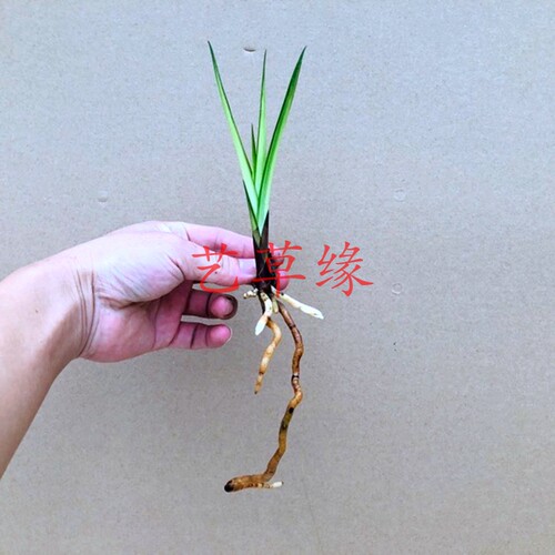 绿植盆栽好养阳台兰花苗