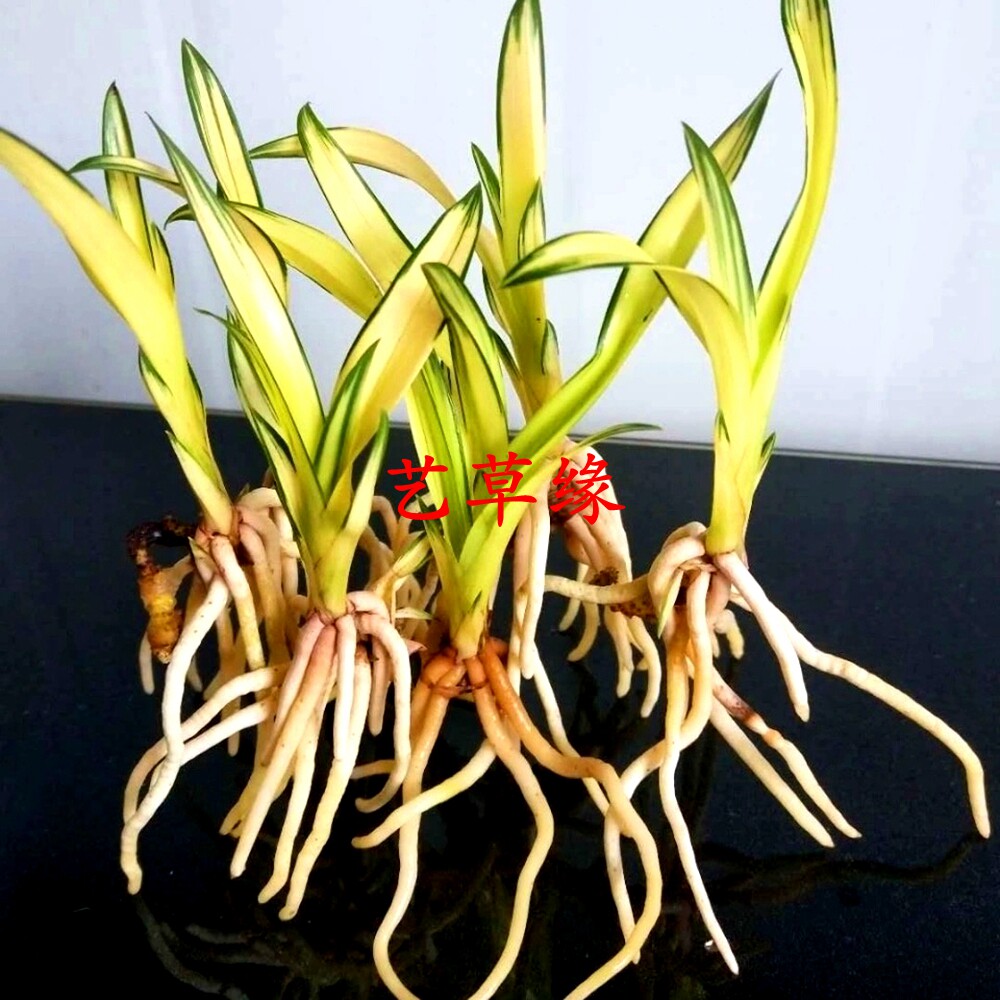 兰花苗墨兰报岁兰 黄金达摩 浓香鲜花卉盆栽绿植好养阳台夏季花