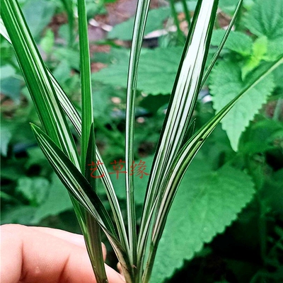 兰花苗春剑丝缟 笑逐颜开 浓香鲜花卉盆栽绿植好养阳台室冬春花苞