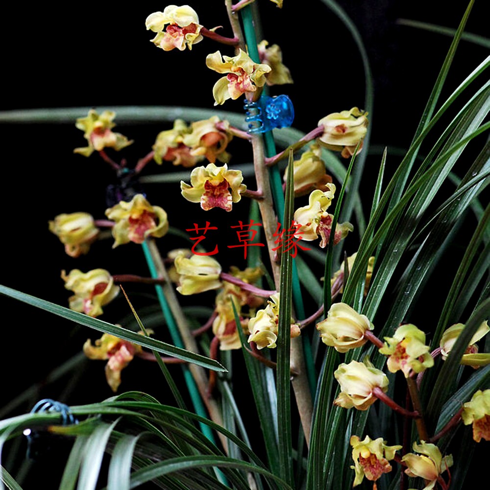 兰花苗蕙兰老种铭品金祥云浓香鲜花卉盆栽绿植好养阳台室冬春花