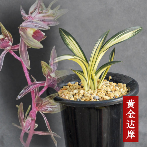 墨兰带花苞绿植盆栽