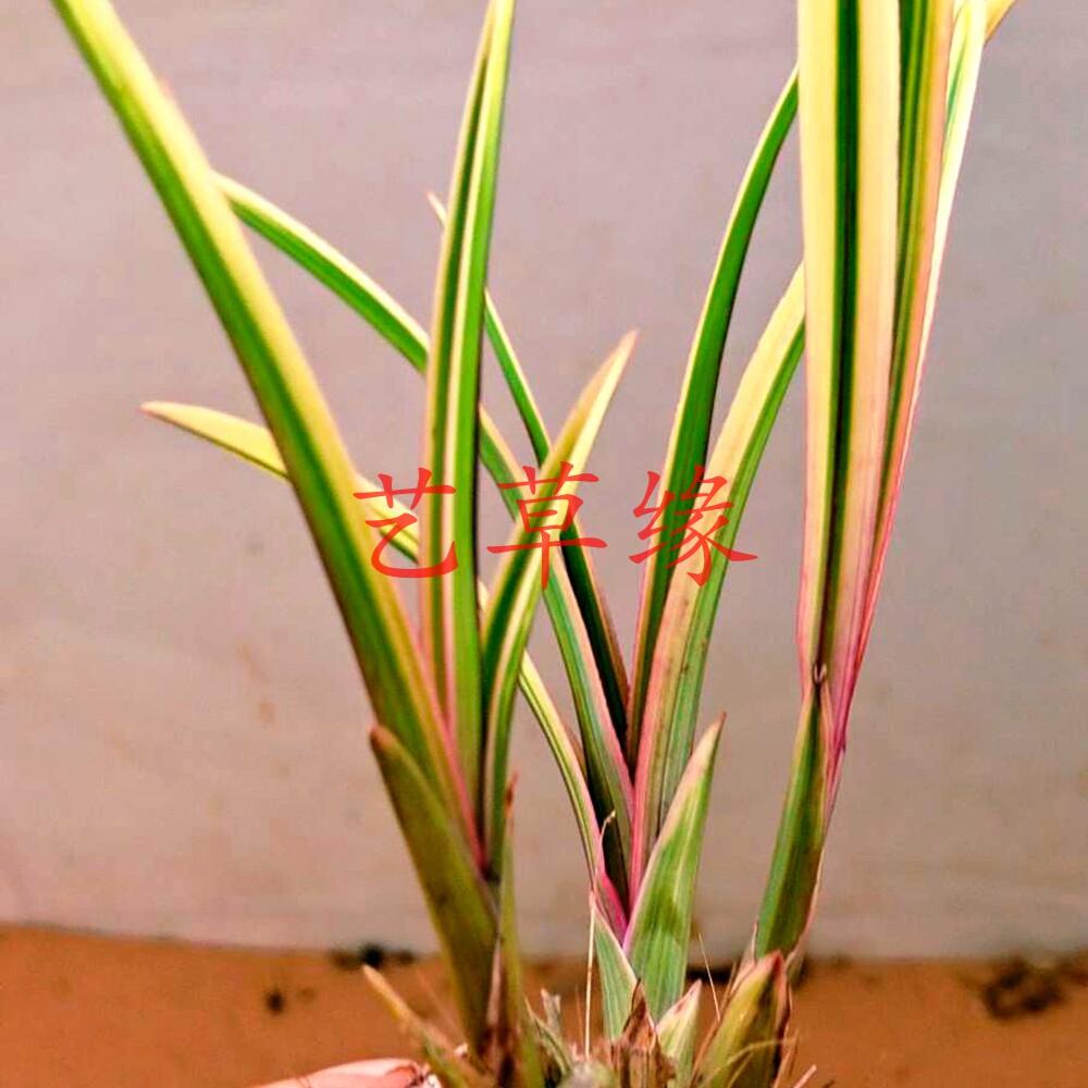 兰花苗蕙兰老种金边红水晶 宝石 浓香鲜花卉盆栽绿植好养阳台室
