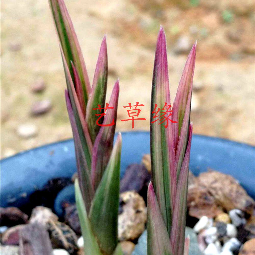 兰花苗蕙兰红水晶 锦上添花 浓香鲜花卉盆栽绿植好养阳台室
