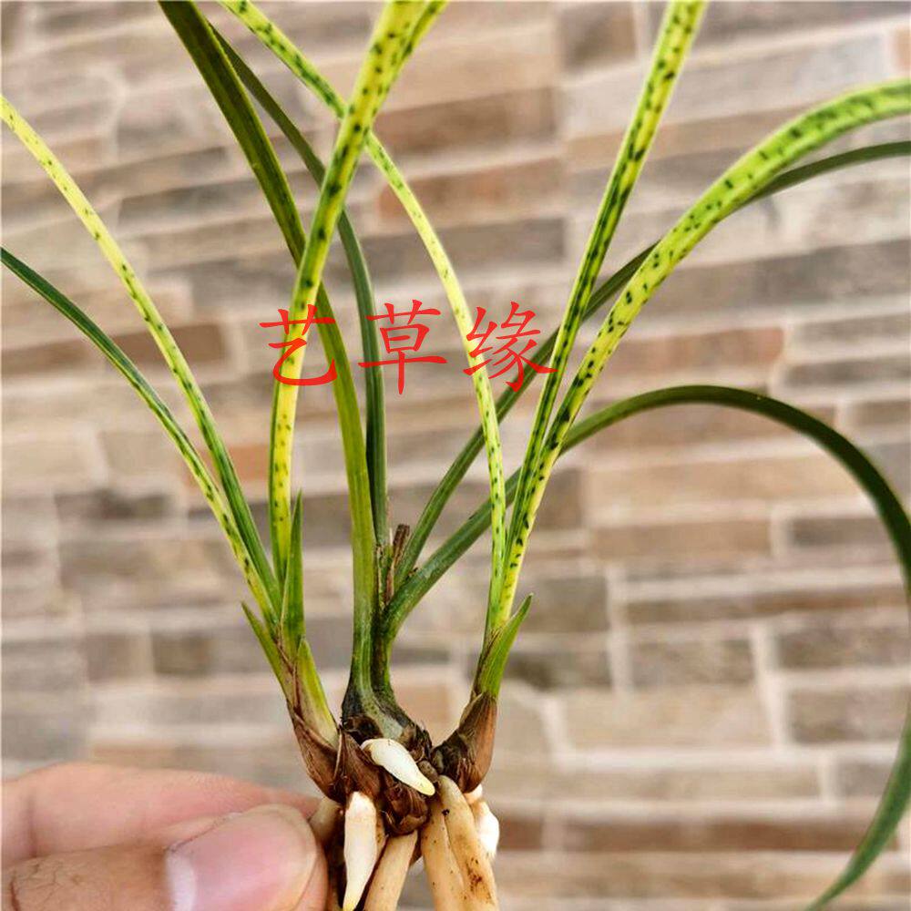 兰花苗春兰传统老种 斑艺草 浓香鲜花卉盆栽绿植好养阳台室冬春花