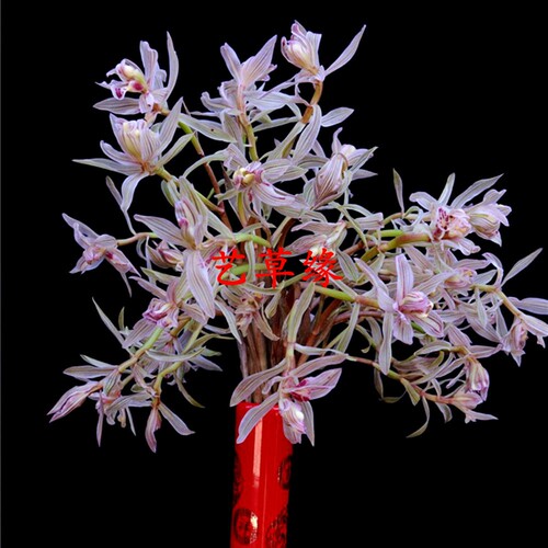 绿植盆栽好养阳台兰花苗