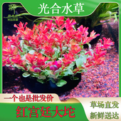 坨草鱼缸造景红玫瑰丁香水族箱植物后景淡水阴性懒人新手好养水草