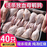 新鮮鵪鶉特大母鵪鶉肉冷凍鮮貨活體現(xiàn)殺白條燉湯燒烤生骨肉40只
