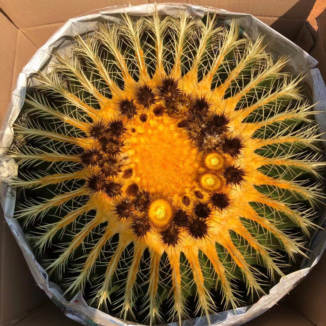 进口金虎仙人球好看又好养运费到付