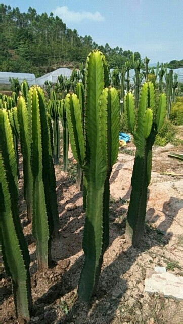 量天尺防辐射吸甲醛基地仙人柱