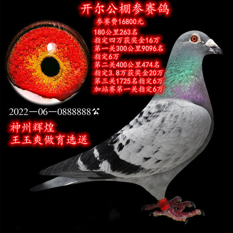 鸽子活体信鸽成绩鸽公棚特比天落鸟幼鸽种鸽观赏鸽赛鸽杨阿腾