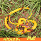 Accessoires pour perruques - Ref 228834 Image 25