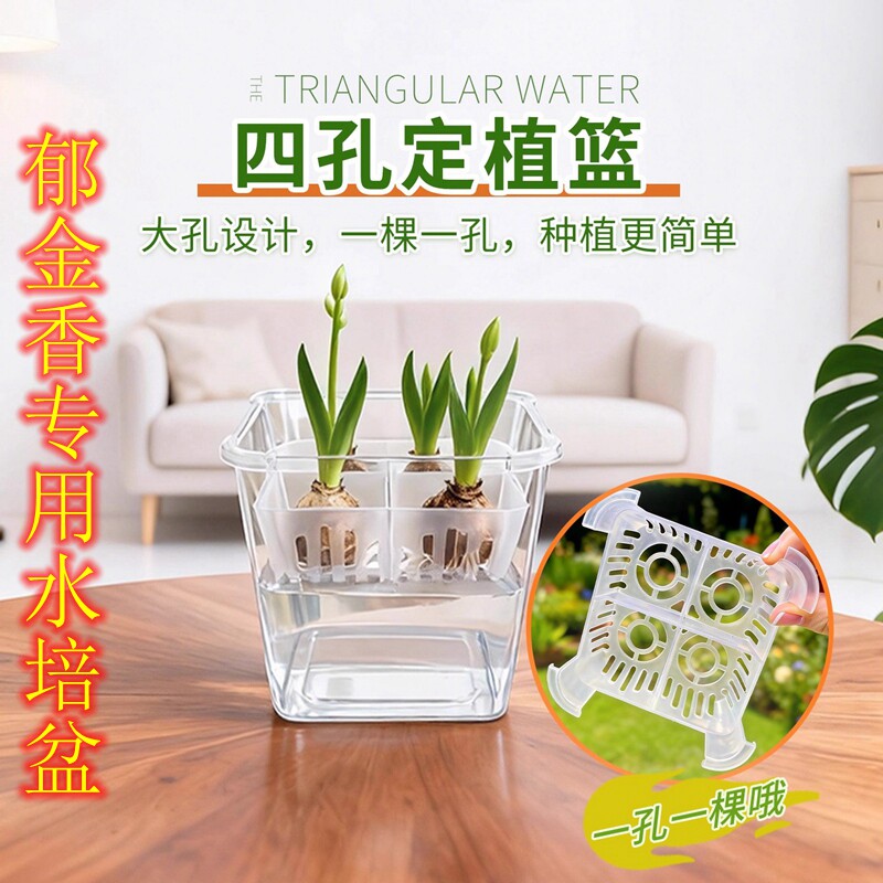郁金香种球专用花盆四孔水培盆风信子洋水仙种子专用四孔水培花盆