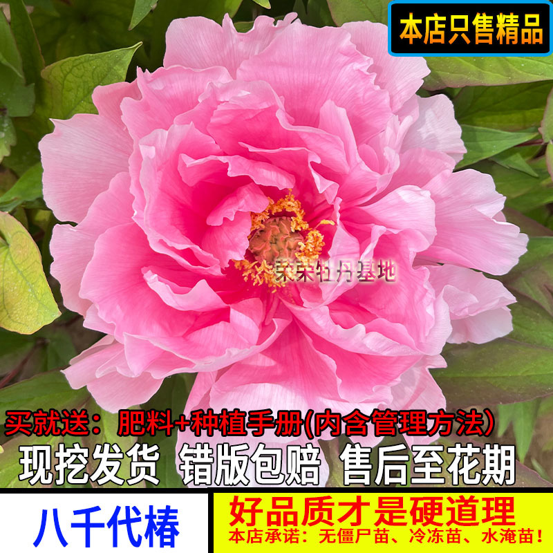 八千代椿牡丹花苗粉色错版包赔