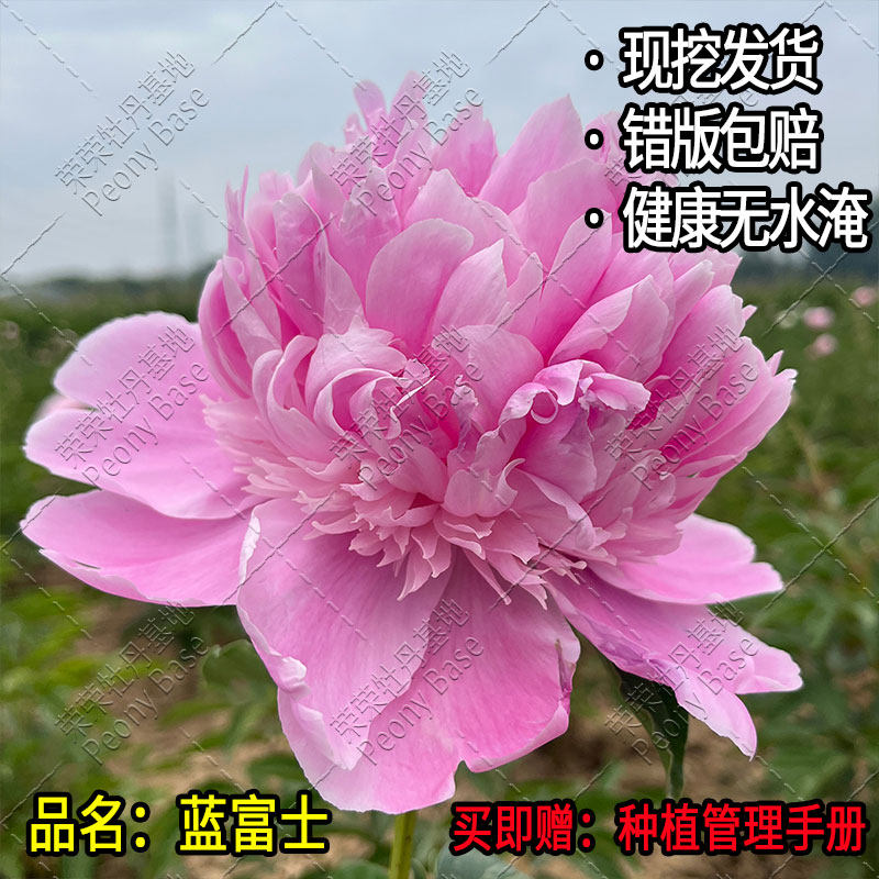 蓝富士芍药花苗粉蓝色系重瓣托桂型菏泽荣荣牡丹芍药花卉户外庭院