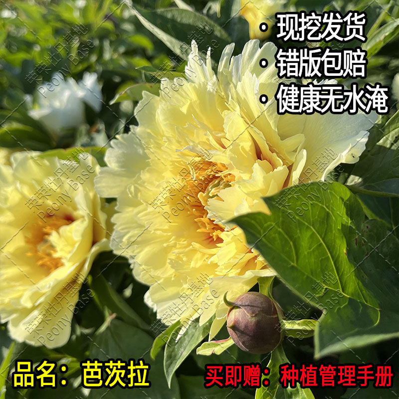 【巴茨拉】芍药花大苗老桩菏泽新手黄色观赏重瓣盆栽伊藤芍药花卉