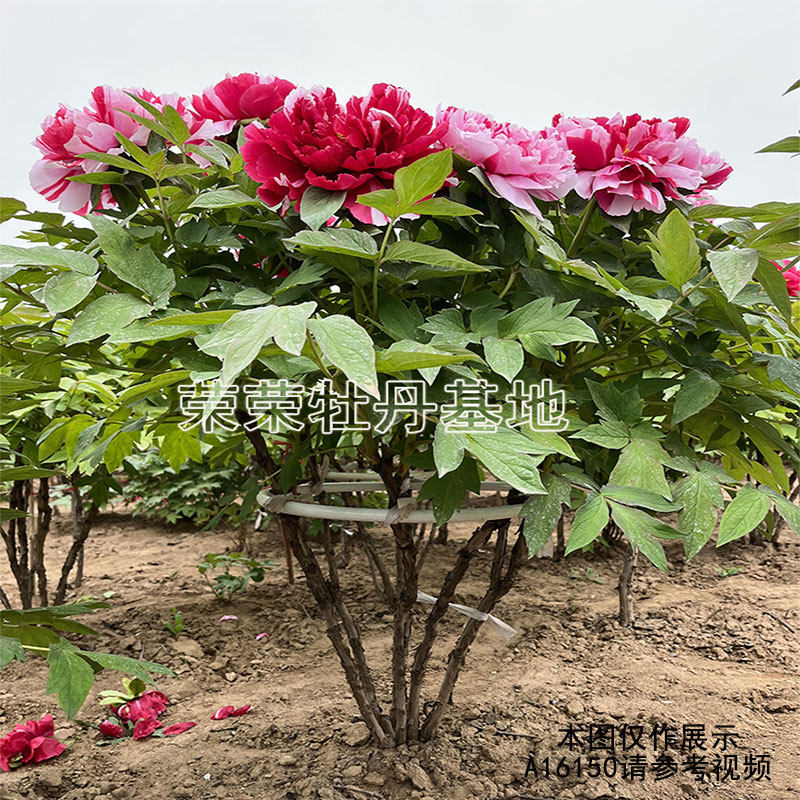岛锦牡丹花老桩客厅庭院可养(A16150)一物一拍