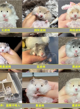 家养纯种波利金丝熊仓鼠长短直卷毛黑黄火密巧蓝鸽灰肉桂波利熊