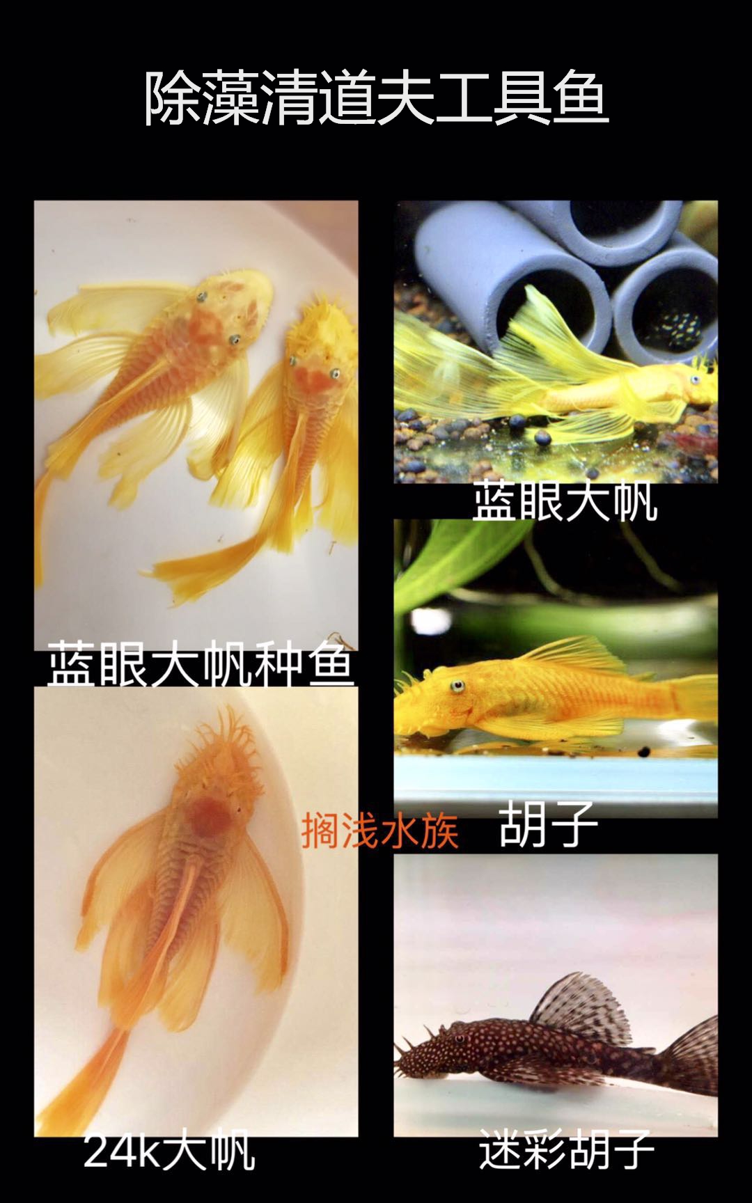 黄金胡子鱼迷彩胡子黄金大帆种鱼异形除藻吃青苔清道夫淡水工具鱼