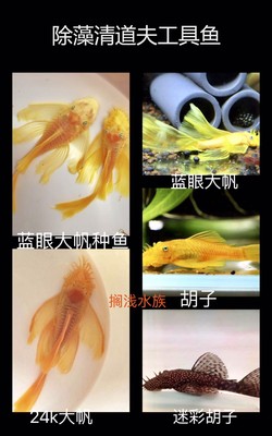 黄金胡子鱼异形除藻清道夫工具鱼
