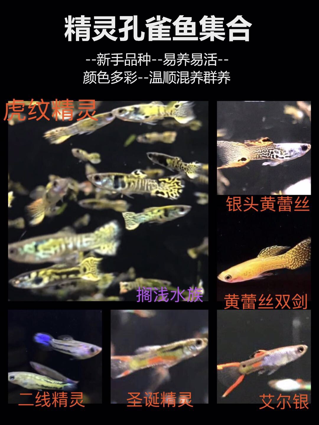 日本蓝马晶塔红日安格拉斯法兰星虎纹约克逊银河双剑精灵孔雀鱼