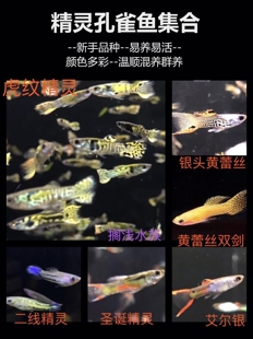 日本蓝马晶塔红日安格拉斯法兰星虎纹约克逊银河双剑精灵孔雀鱼