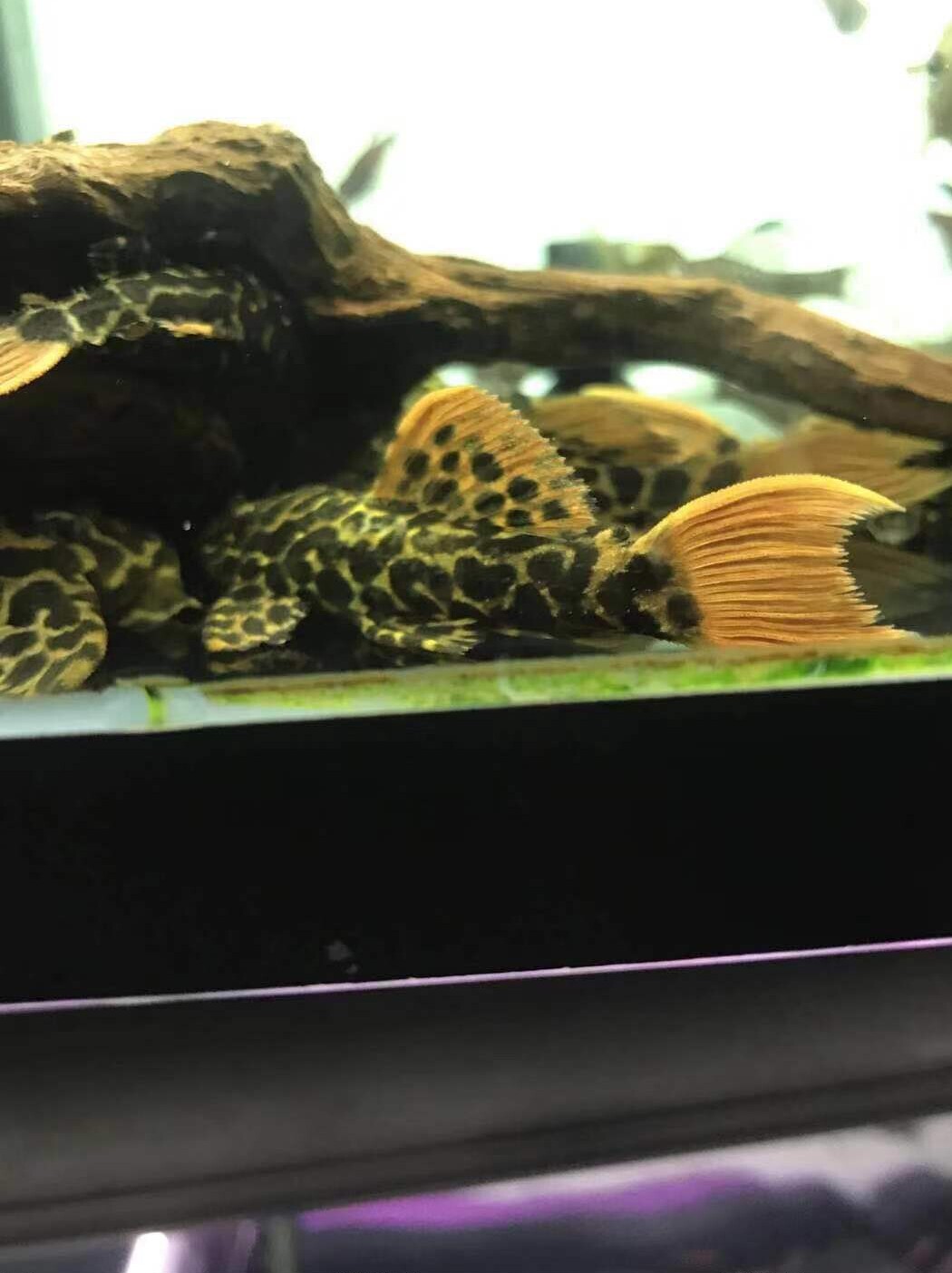 搁浅水族l114红尾坦克野生异形鱼热带鱼南美草缸造景观赏鱼工具鱼