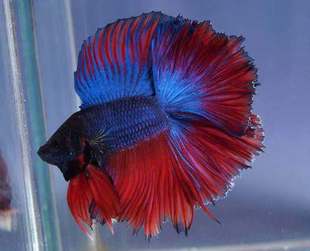 搁浅水族马尾半月将军斗鱼观赏鱼热带鱼南美异形草缸造景工具鱼