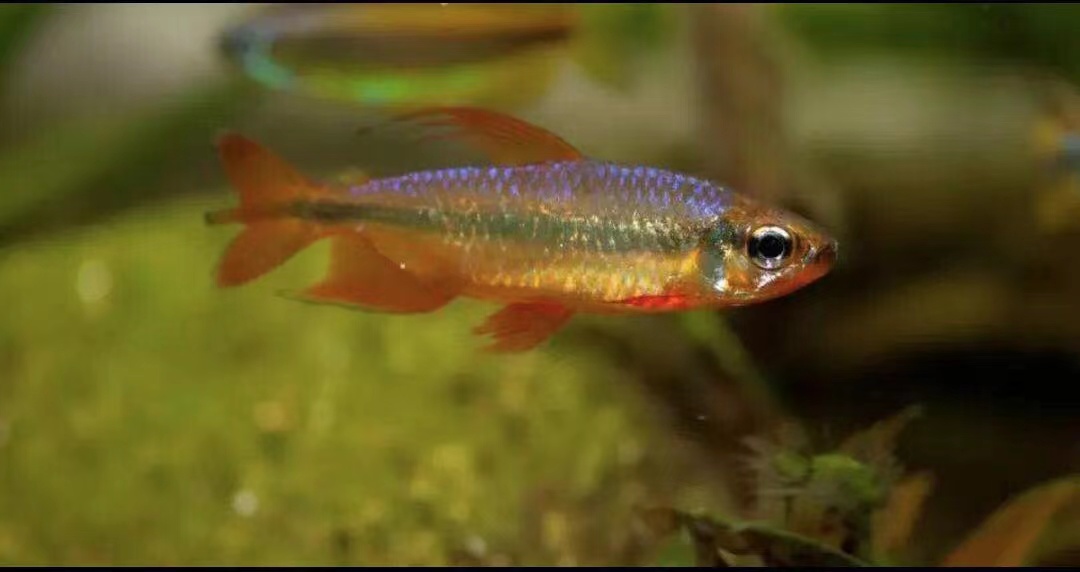 樱桃火焰刚果鱼灯鱼进口热带鱼南美草缸宠物鱼群游淡水活体鱼