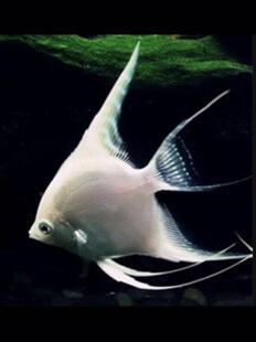 搁浅水族雪燕白神仙燕鱼神仙鱼白玉热带鱼观赏鱼混养易养草缸淡水