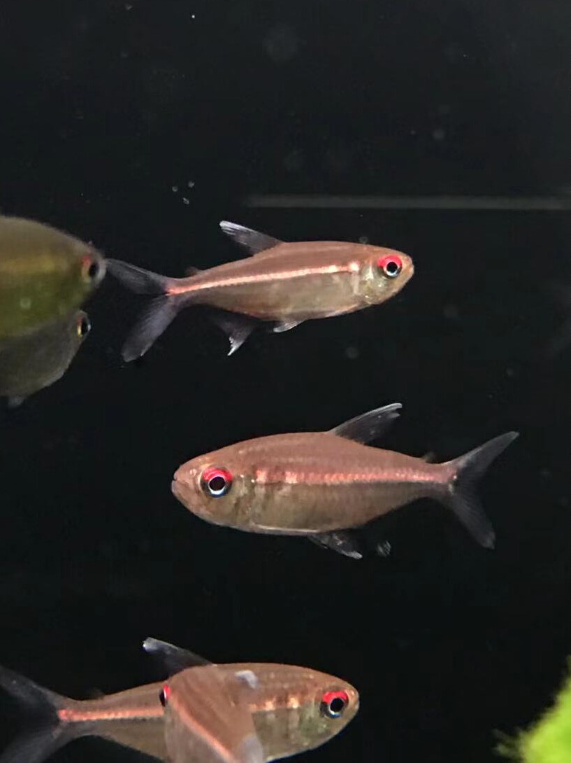 搁浅水族粉红霓虹灯鱼热带观赏鱼温顺混养群养草缸南美淡水大尺寸