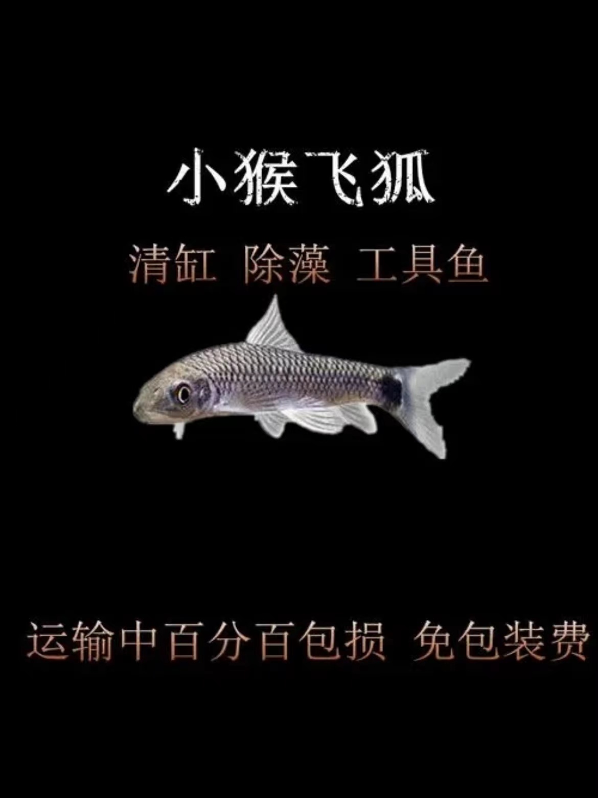 小猴飞狐鱼一线黑线飞狐鱼除藻鱼