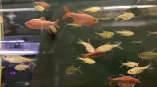 搁浅水族蓝钻红梅灯鱼热带鱼南美草缸造景观赏鱼宠物鱼工具鱼群游