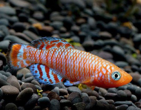 漂亮宝贝鳉鱼火麒麟罗克夫鳉鱼罗氏琴尾鱼肉食性鱼小型热带鱼草缸