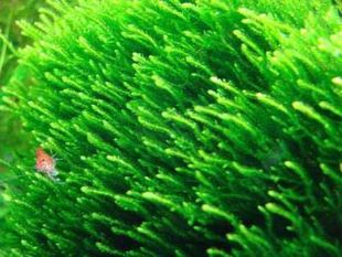 搁浅水族火焰莫斯藻热带鱼草缸造景观赏鱼南美异形底栖鱼水草