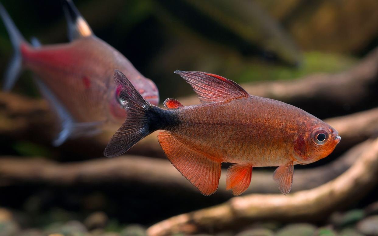 宝狮灯鱼恶魔凯蒂灯鱼小型热带观赏鱼人工苗子温和杂食混养淡水鱼