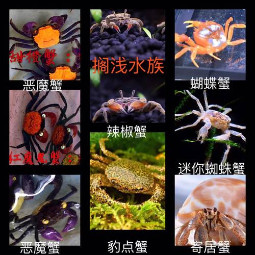 恶魔蝴蝶豹点热带小型包邮宠物蟹