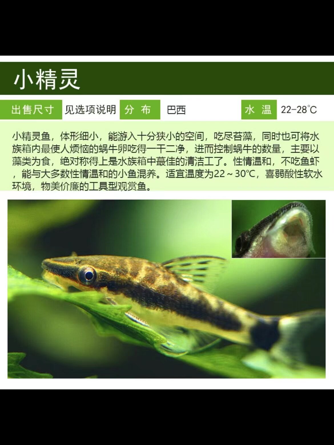 小精灵鱼老虎小精灵鱼巨人小精灵吃藻稀有进口工具鱼热带观赏鱼