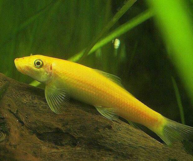 搁浅水族金苔鼠青苔鼠鱼金胎鼠鱼清洁缸壁缸底工具鱼热带可混养鱼