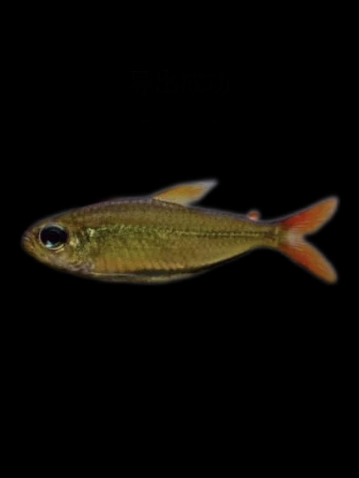 红尾科佩伊翠绿灯鱼科佩依灯热带鱼南美草缸观赏鱼群游鱼包邮活体