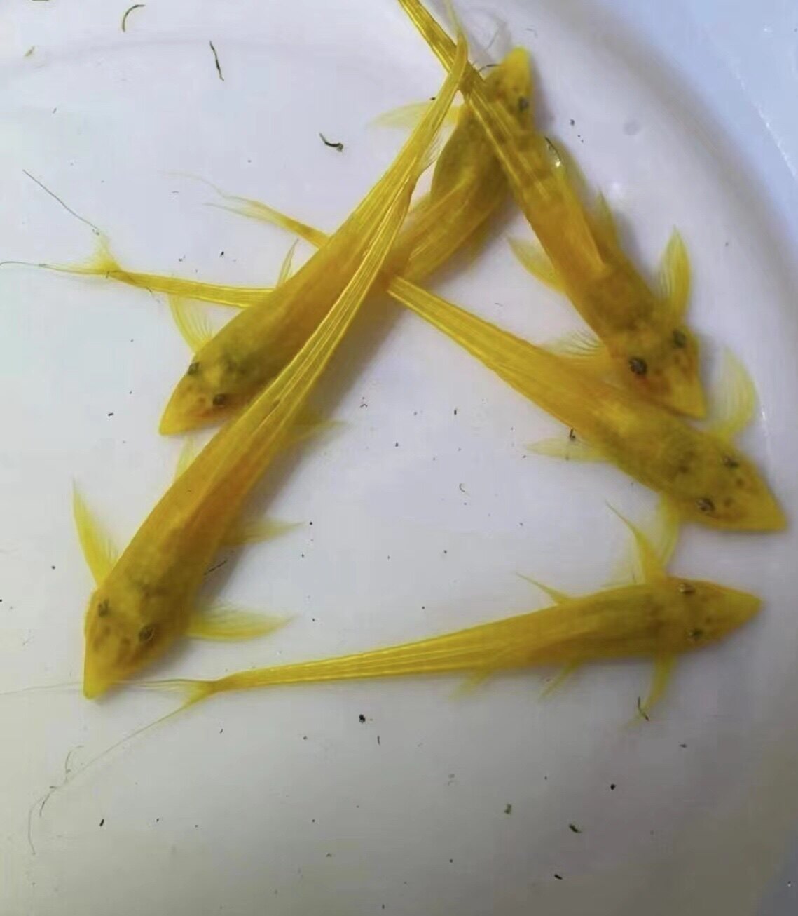 黄化皇冠直升机鱼热带观赏鱼吃苔藻鲟身鲶宠物鱼温和工具鱼活体鱼